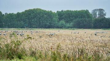 grúas a un descansando sitio en un cosechado maíz campo en frente de un bosque. aves foto