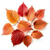 Autumn leaves on isolated white background, AI Generative photo