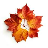 Autumn leaves on isolated white background, AI Generative photo