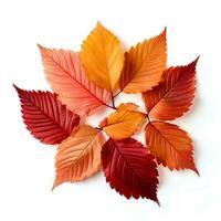 Autumn leaves on isolated white background, AI Generative photo