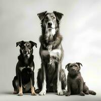 group of dogs on plain background, AI Generative photo