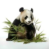 un panda comiendo bambú en un aislado blanco fondo, ai generativo foto