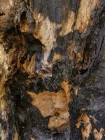 Dry tree texture. Tree bark background texture photo