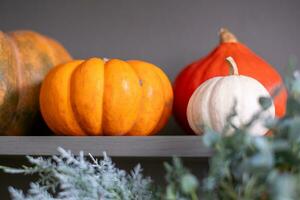 Background with colorful pumpkins and corn cobs. Autumn harvest banner. Copy space photo