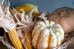 Background with colorful pumpkins and corn cobs. Copy space photo