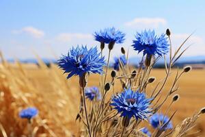 Blue cornflowers in a field close-up. Cornflowers in a summer field. Generated by artificial intelligence photo