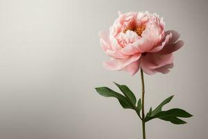 AI Generated A peony flower on a background with a copyspace. photo