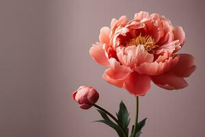 AI Generated A peony flower on a background with a copyspace. photo