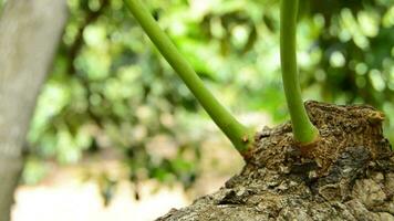 albero e foglie di avocado video