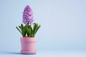 AI Generated Hyacinth flower in a clay pot. photo