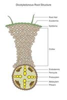 Dicotyledonous roots exhibit a taproot system with two cotyledons, which store nutrients, and lateral roots for water and nutrient absorption. Botanical concept. vector