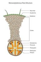 Monocotyledonous roots are fibrous, with numerous slender, evenly distributed roots. They lack a central taproot and exhibit adventitious root formation. vector