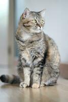 Adult Tabby Cat photo