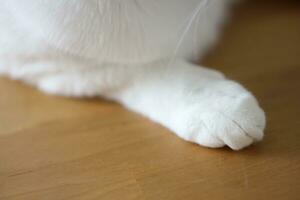 The Cat Paw photo