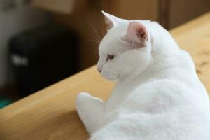 Khao Manee Cat photo