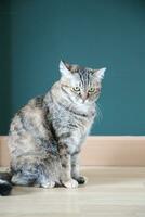 Adult Tabby Cat photo