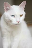 Khao Manee Cat photo