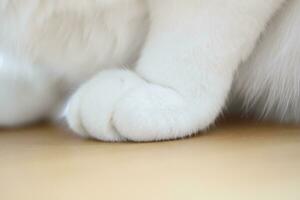 The Cat Paw photo