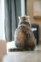 Adult Tabby Cat photo