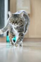 Adult Tabby Cat photo