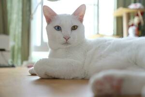 Khao melena gato foto