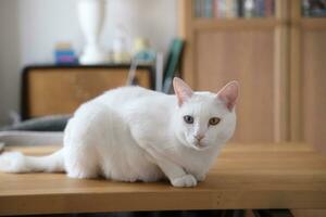 Khao Manee Cat photo