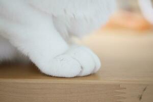 The Cat Paw photo