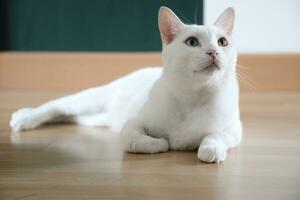 Khao Manee Cat photo