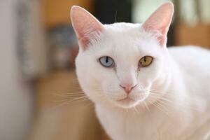 Khao Manee Cat photo