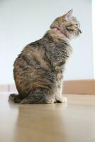 Adult Tabby Cat photo