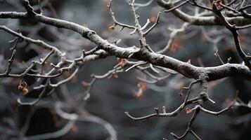 lush trees with no leaves left only twigs and branches, AI Generative photo