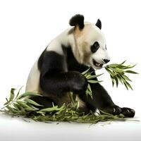 un panda comiendo bambú en un aislado blanco fondo, ai generativo foto