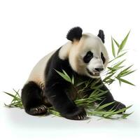 a panda eating bamboo on an isolated white background, AI Generative photo