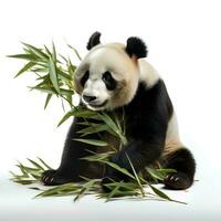 a panda eating bamboo on an isolated white background, AI Generative photo