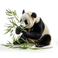 a panda eating bamboo on an isolated white background, AI Generative photo