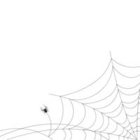 White background with cobweb and spider. Insects. Illustration, background with copy space, vector