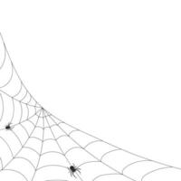 White background with cobweb and spider. Insects. Illustration, background with copy space, vector