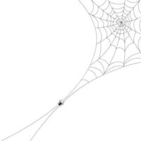 White background with cobweb and spider. Insects. Illustration, background with copy space, vector