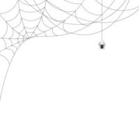 White background with cobweb and spider. Insects. Illustration, background with copy space, vector