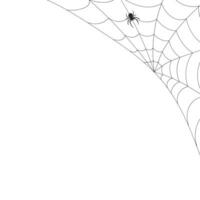 White background with cobweb and spider. Insects. Illustration, background with copy space, vector