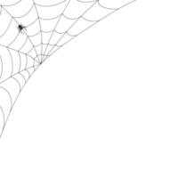 White background with cobweb and spider. Insects. Illustration, background with copy space, vector