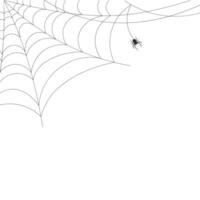 White background with cobweb and spider. Insects. Illustration, background with copy space, vector