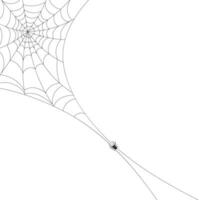 White background with cobweb and spider. Insects. Illustration, background with copy space, vector