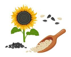 Sunflower set. Sunflower oil, sunflower plant, seeds in a canvas bag, wooden spoon and bowl. Agriculture, food. Vector