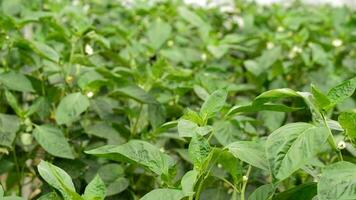 Leaves of pepper fruit plant inside a greenhouse video