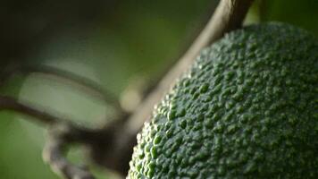 Avocado fruit detail hanging at tree video