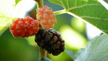Fresh natural blackberries hanging on branch video