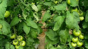 Tomaten Obst hängend beim Ast im Gewächshaus Neigung video