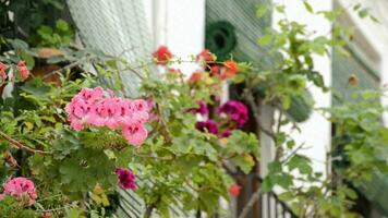 típico andaluz balcones video