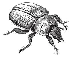 Beetle insect sketch hand drawn sketch illustration vector
